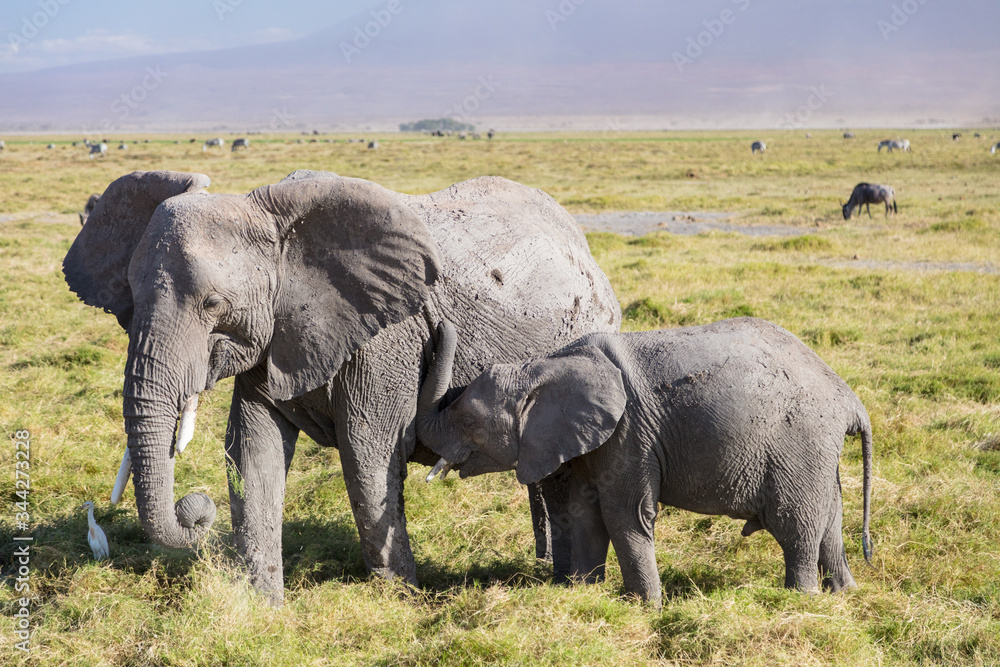 Obraz premium Elefant