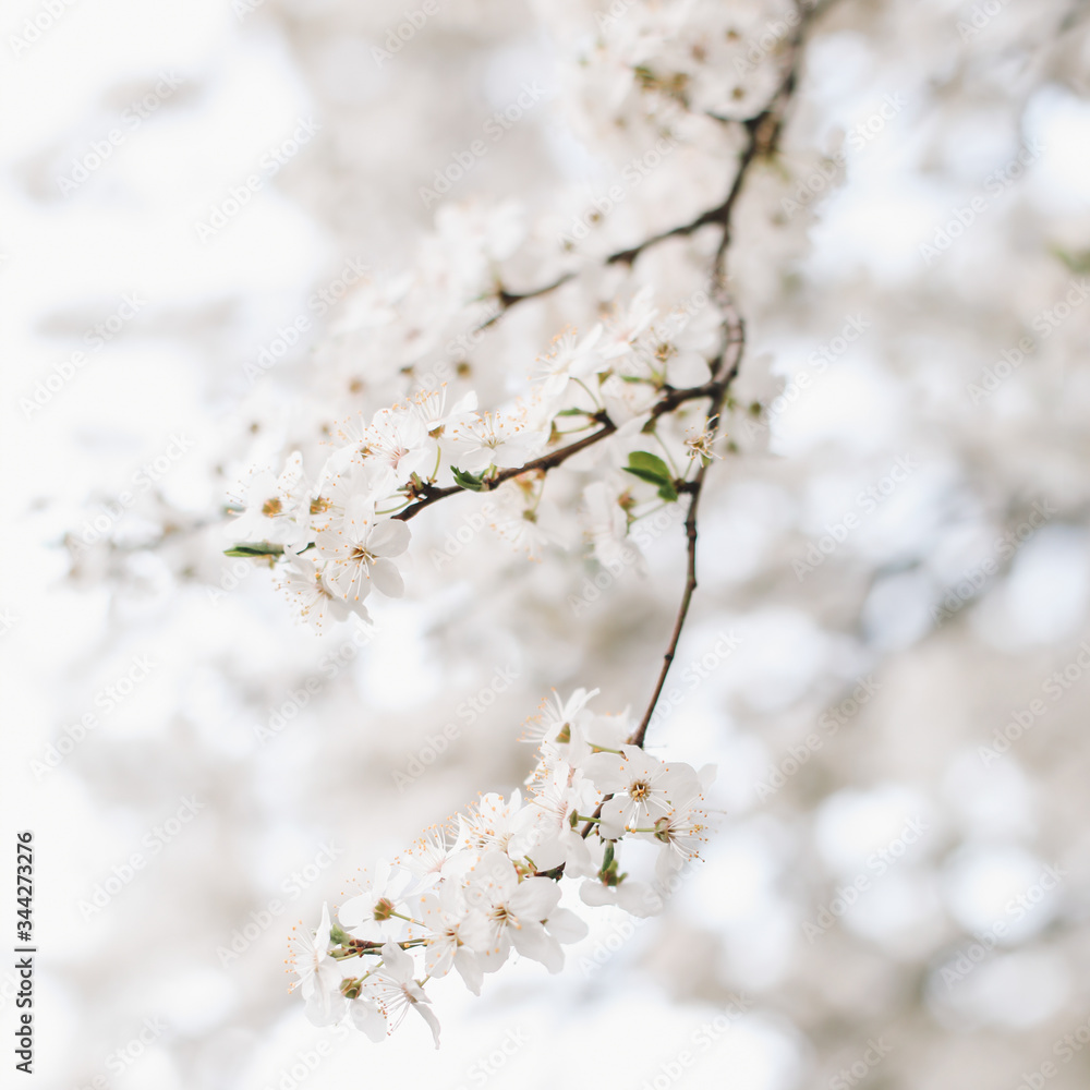 Beautiful blooming flowers in spring season. Blossoming of apple flowers in springtime. Spring background Beautiful blooming flowers in spring season. Blossoming of apple flowers in springtime. Spring background