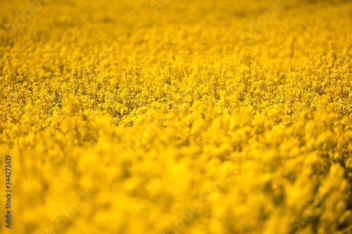 Ein blühendes Rapsfeld in Laakirchen (Salzkammergut, Österreich) - A blooming rapeseed field in Laakirchen (Salzkammergut, Austria) photo