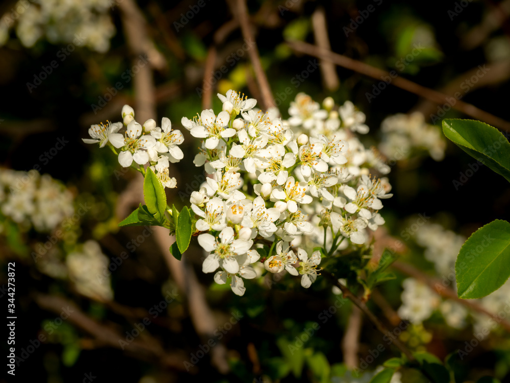 Macro of lovely small white tree spring flowers. Selective focus. Macro of lovely small white tree spring flowers. Selective focus.