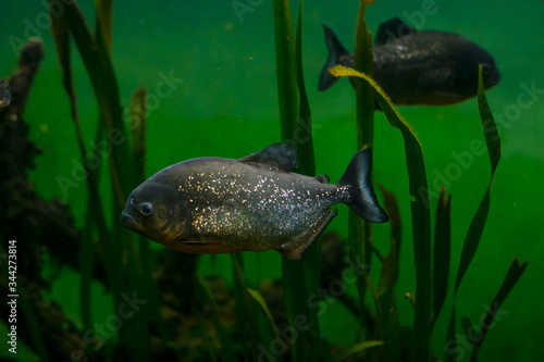 two piranhas in an aquarium with green background