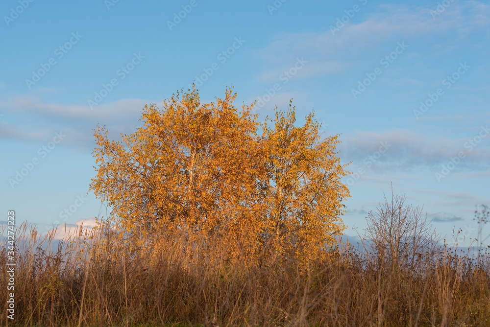 A birch tree with autumn leaves on a meadow at sunset