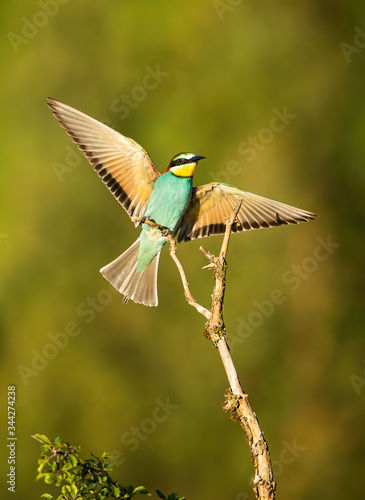 Colorful european bee-eater, merops apiaster, sitting down sunlit by morning sun rays in summer nature. Active wild bird with exotic look and colorful feathers.