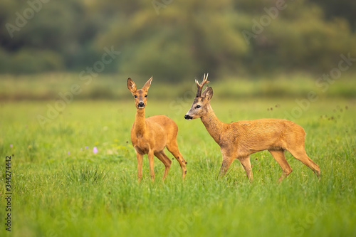 Love between roe deer, capreolus capreolus, male and female in rutting season. Two wild mammals on a green nature with grass looking and walking. Animal wildlife in summer wilderness.