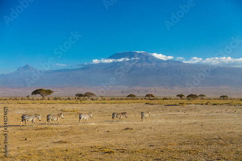 Zebras vor dem Kilimandscharo