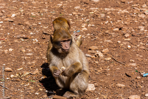 Barbary macaque magot (Barbary ape) monkeys in Cedar forest near Azrou town in Morocco
