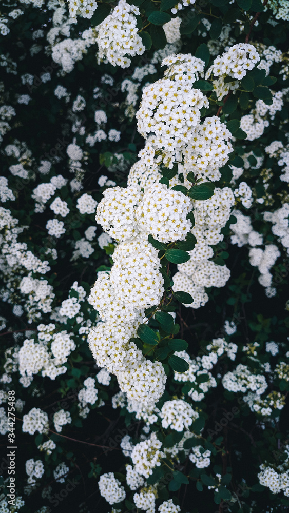 fleur blanche 