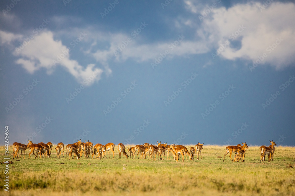 Naklejka premium Migration