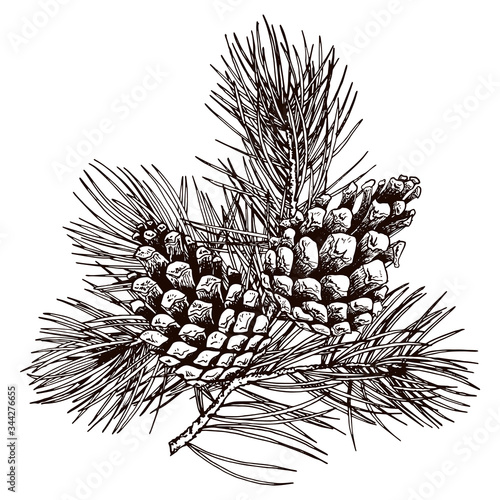 Vintage pine branch with cones.