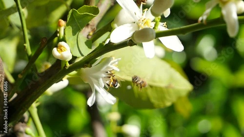 Bee pollinates a lemon blossom