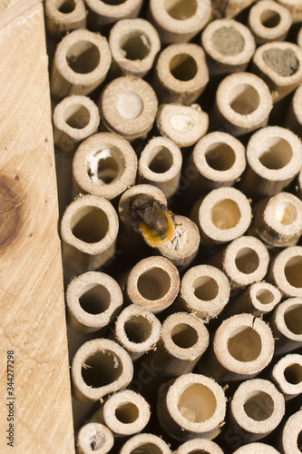 Bienenhotel, Biene in Arbeit