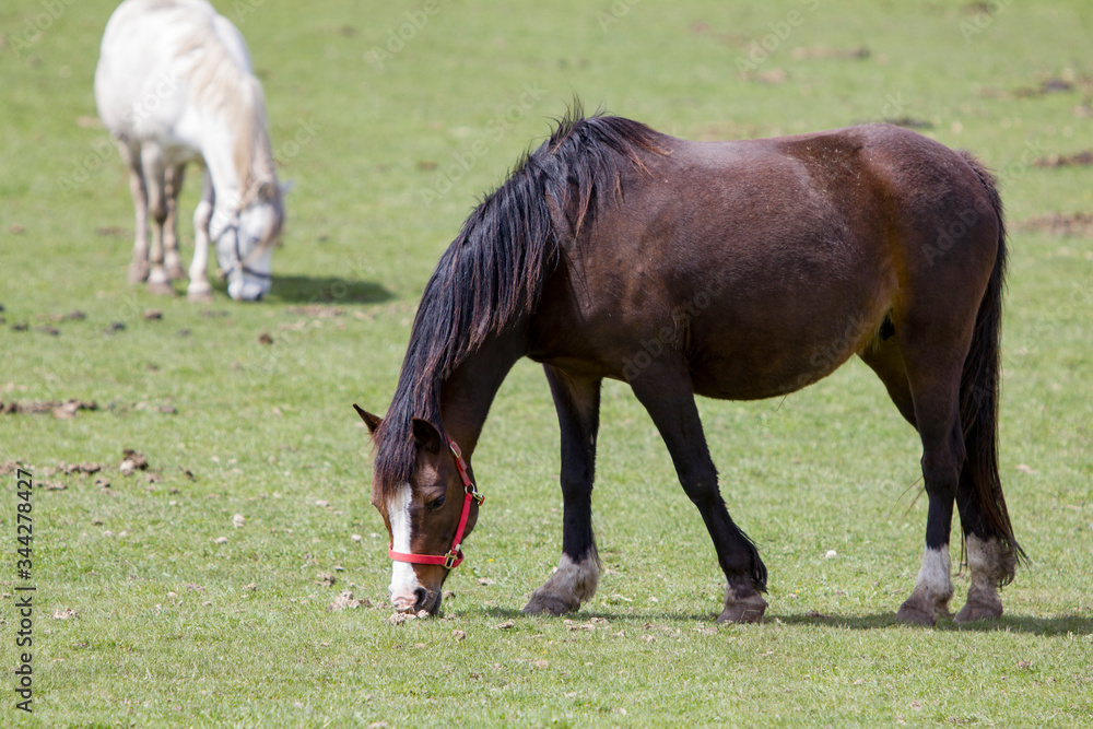 A brown horse eating grass in a field with a white horse in the background. A brown horse eating grass in a field with a white horse in the background.