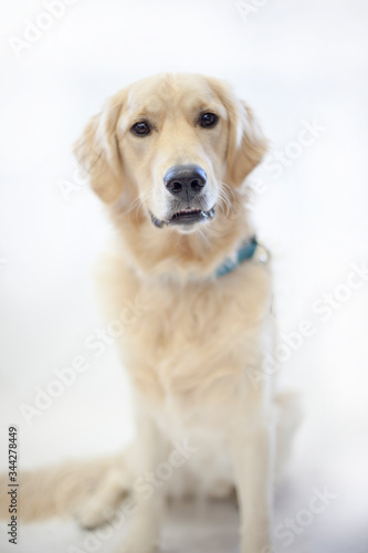 Portrait of a light yellow labrador dog wearing a blue collar. © Spring