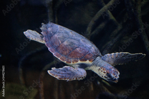 Turtle in the Oceanogràfic de Valencia © Екатерина Семенец
