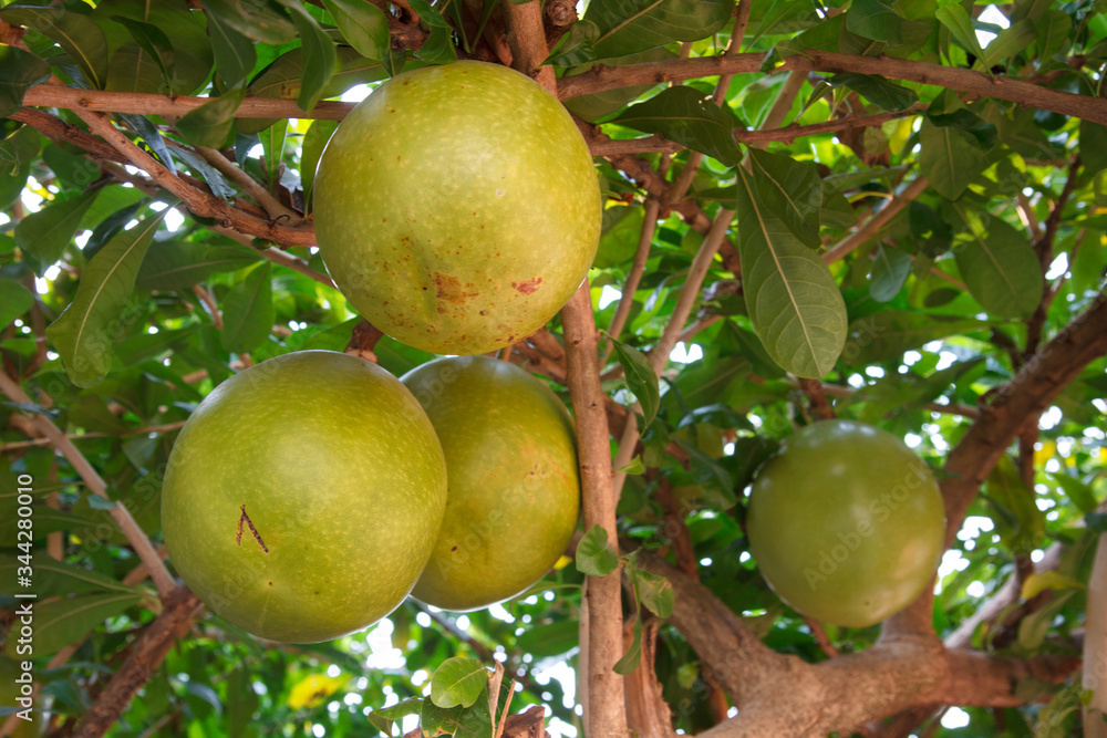Close up of fresh unripe green calabash or miracle fruits Close up of fresh unripe green calabash or miracle fruits