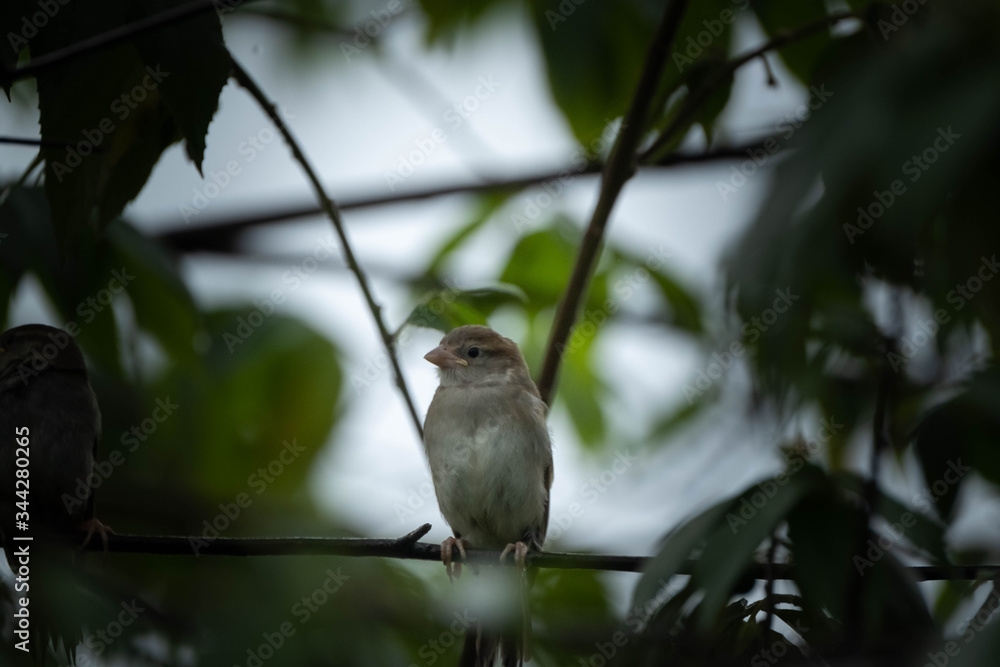 sparrow on a branch during rain season sparrow on a branch during rain season