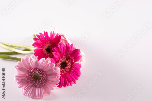 three blooming pink gerbera flowers on a table