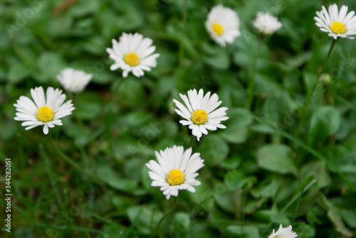 Daisy  Bellis  on the lawn among clovers.