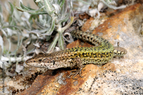 Andalusian wall lizard / Maghreb-Mauereidechse (Podarcis vaucheri) - Spain / Spanien  photo