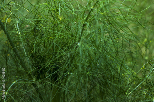 closeup of a fennel plant bright green fresh texture