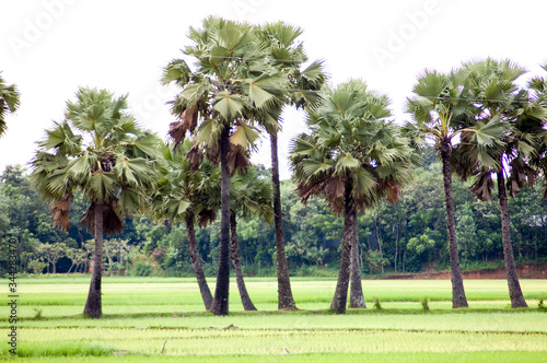 Palm trees in line