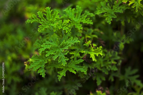 close up of pineapple sage herb fresh garden bright background