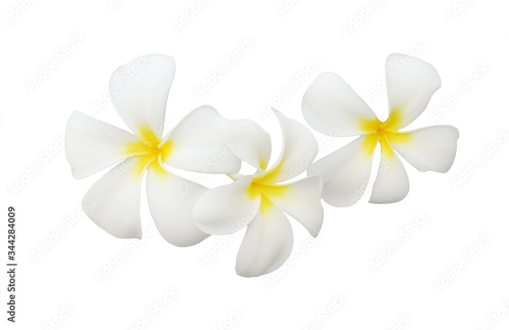 Fototapeta premium Frangipani (plumeria) flowers