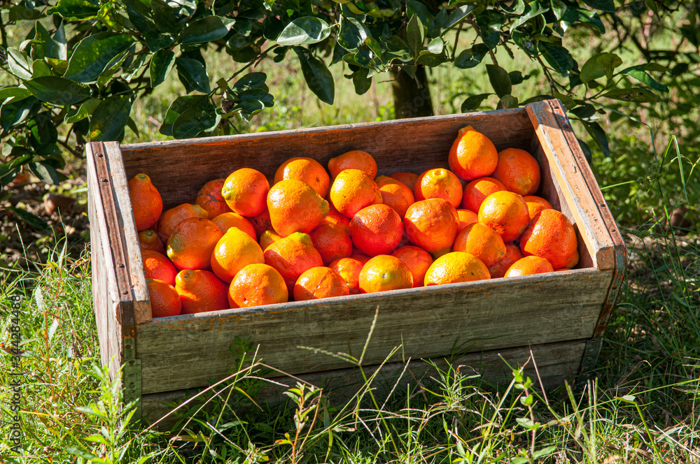 Fotografie Florida Oranges in boxes on the farm