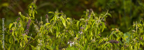 green basil bush background bright fresh herbal wide shot