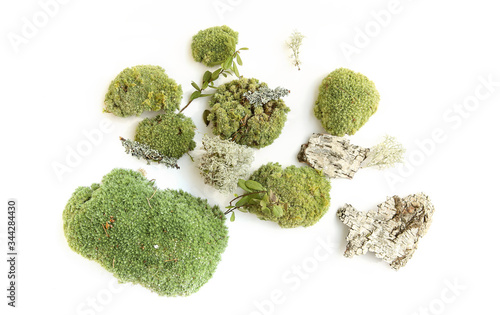 Green moss and elements of forest vegetation isolated on white background. Set of fragments of forest moss, lichen, wood, bark, twigs..