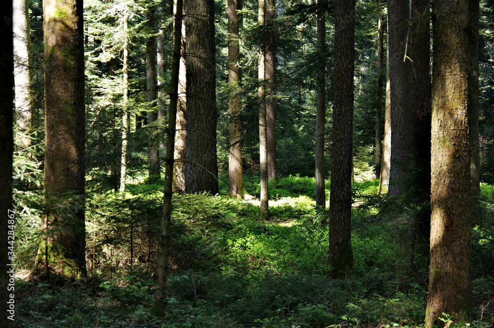 Der sommer im Schwarzwald Der sommer im Schwarzwald