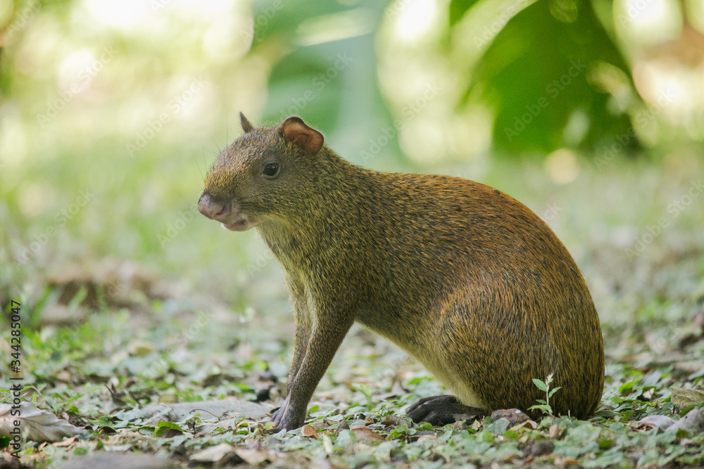 Agoutis (Dasyprocta punctata) Agoutis (Dasyprocta punctata)
