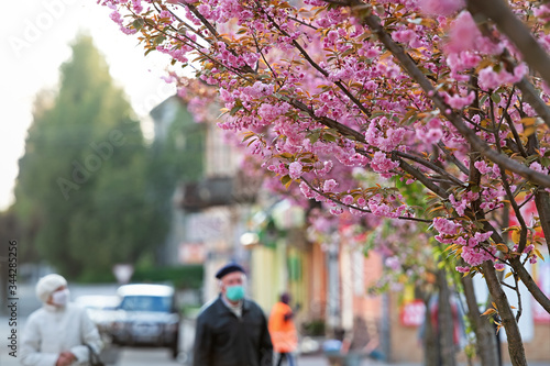 during sakura blossom © Perytskyy