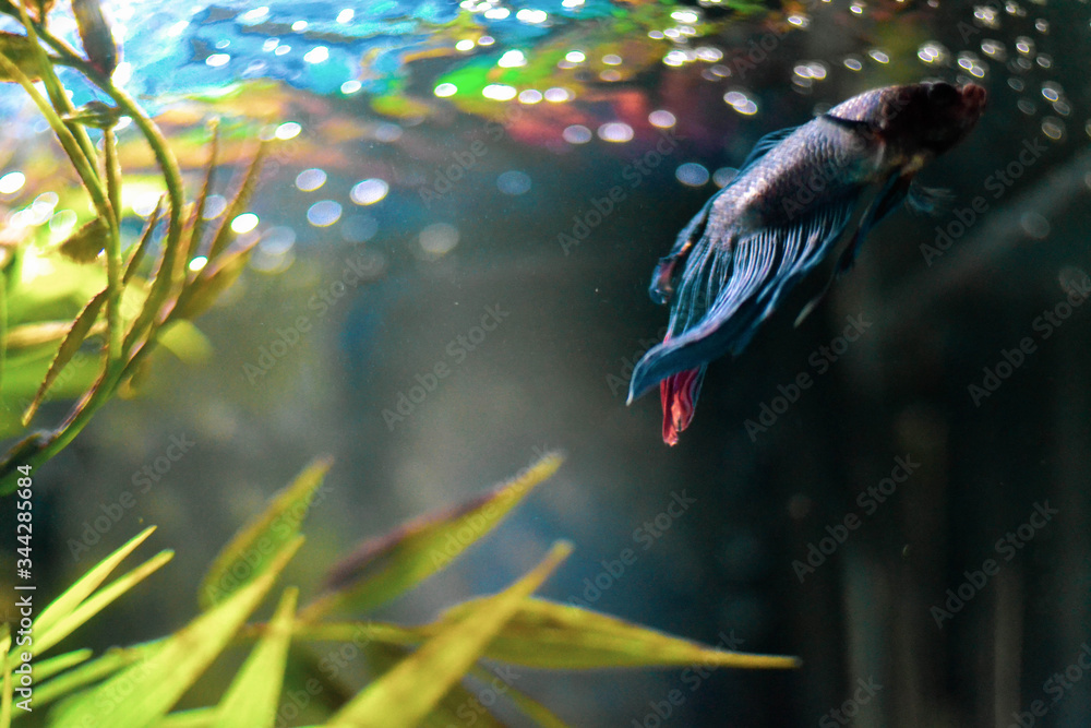 Fototapeta premium betta fish in aquarium