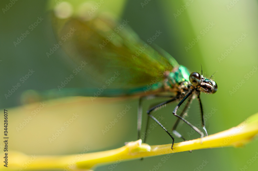Close-up of a dragonfly sitting on a leaf. Selective focus. Close-up of a dragonfly sitting on a leaf. Selective focus.