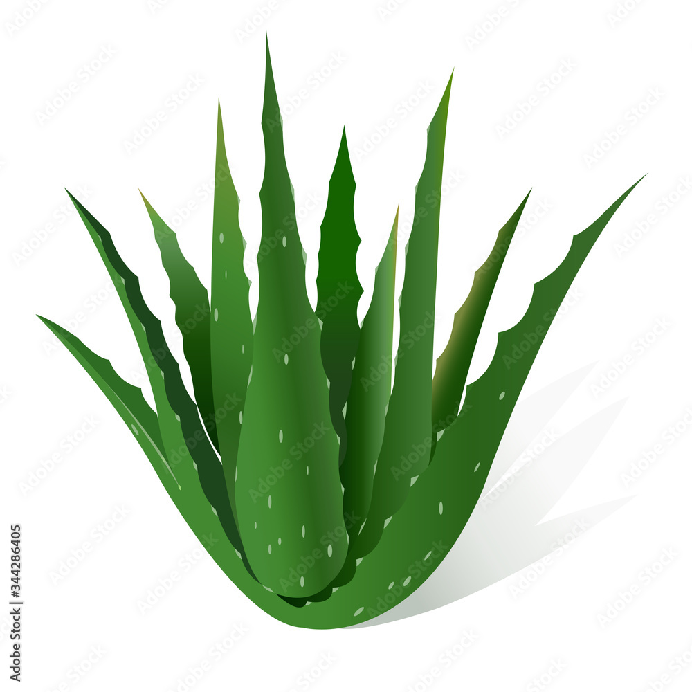 Aloe vera vector illustration, Realistic illustration of aloe vera plant.  vector de Stock | Adobe Stock