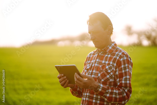 Farmer working with  digital tablet in field at sunset. Checking wheat field. Agriculture concept. photo