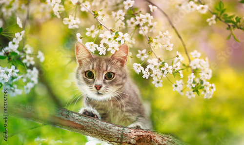 portrait a cute tabby kitten sits on the branches of a cherry tree with white...