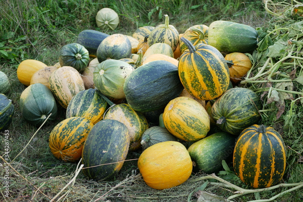 Many multi-colored pumpkins and squash lie on the grass in a heap.Halloween blank