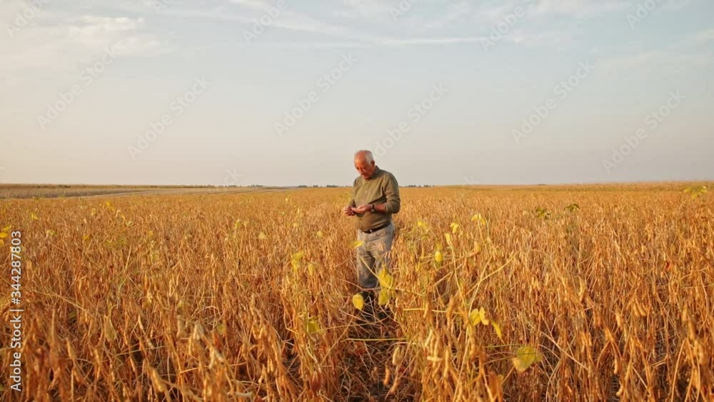 Senior farmer standing in soybean field examining crop at sunset. Senior farmer standing in soybean field examining crop at sunset.