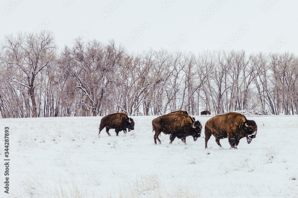 Three bison grazing in the snow in Colorado