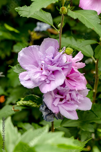 Flowers in the spring. Beautiful spring flowers, white curtains, fresh flowers. Great spring. May youth. Spring is dressed land with greenery and delicate flowers