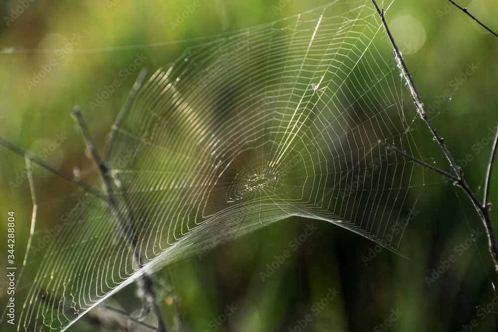 Spider web. Concept, trap. Green background.
