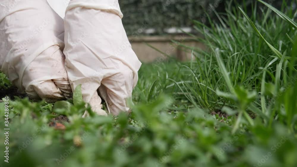 Hands in white plastic gloves prepare the ground for planting by clearing it from weeds. Hands in white plastic gloves prepare the ground for planting by clearing it from weeds.