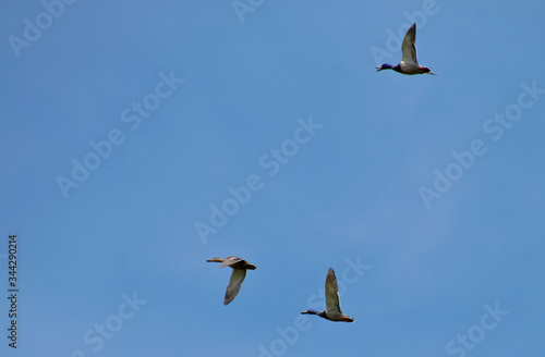 Wild ducks flying on a blue sky