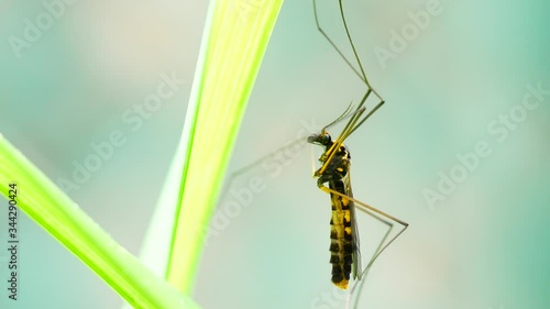 4K Extreme close up macro view of a giant mosquito in action hanging on a leaf then fly away. Green background with bokeh effect. Slow Motion.