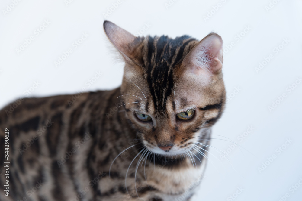 Portrait of a Bengal cat with yellow eyes. The animal carefully looks at the lens.