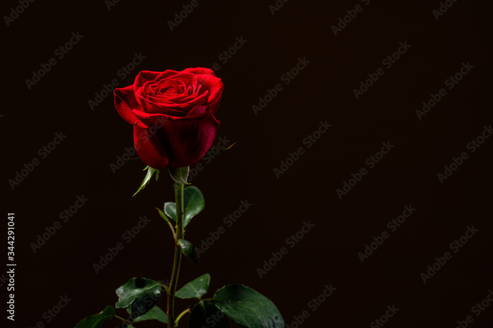 Naklejka premium close up red rose isolated on black background