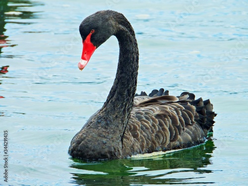 schwarzer Schwan auf See