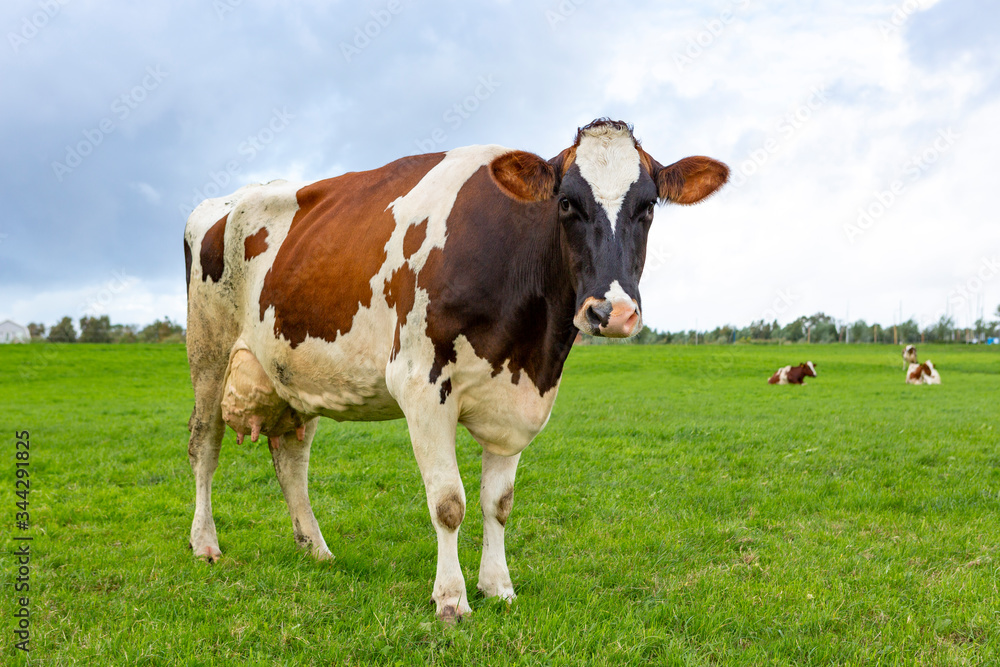 A Dutch cow in a green grass pasture on a cloudy day in the village of Warmond. A Dutch cow in a green grass pasture on a cloudy day in the village of Warmond.